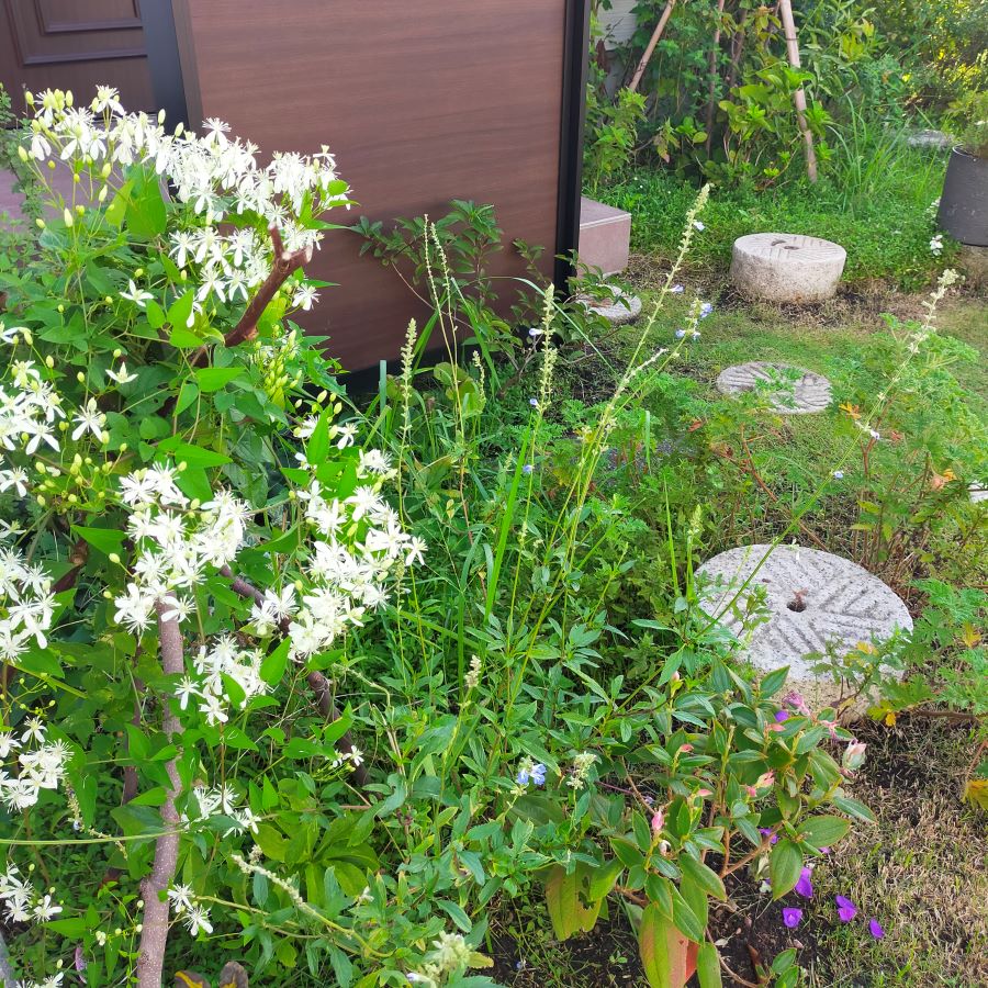 仙人草－せんにんそう－ :: 草木染糸 de 草花刺繍